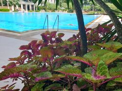 Ardmore Park (D10), Condominium #455732471